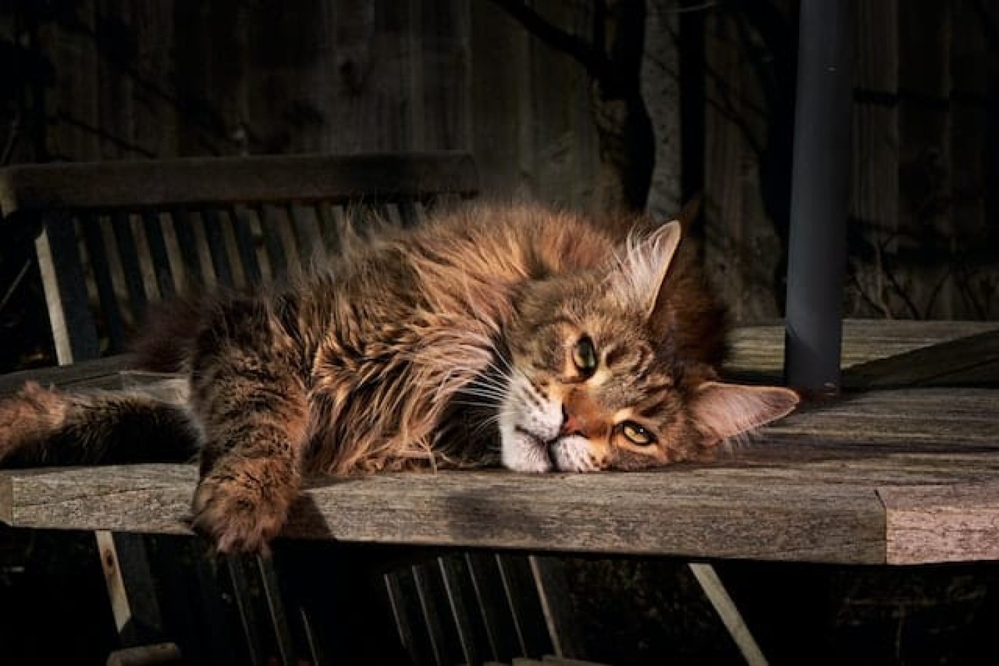 Maine coon