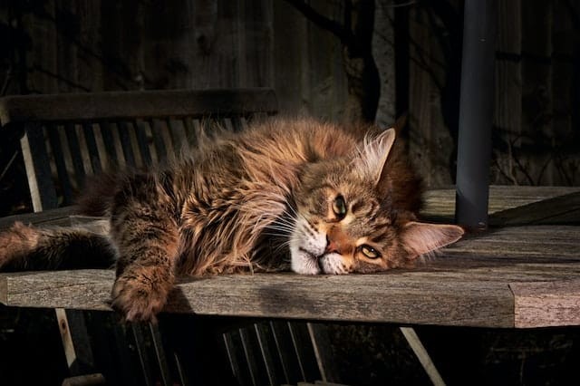 Maine coon