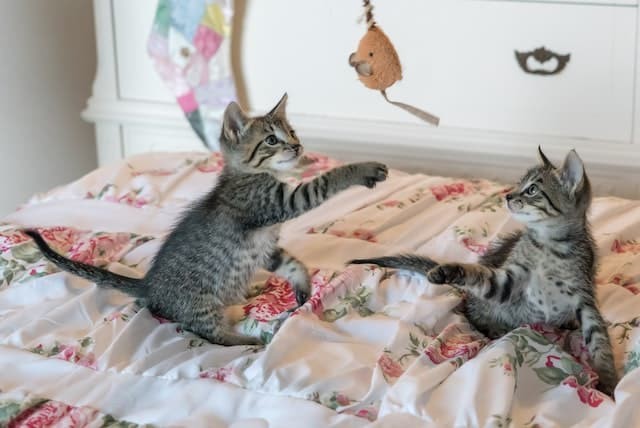 kattentaal